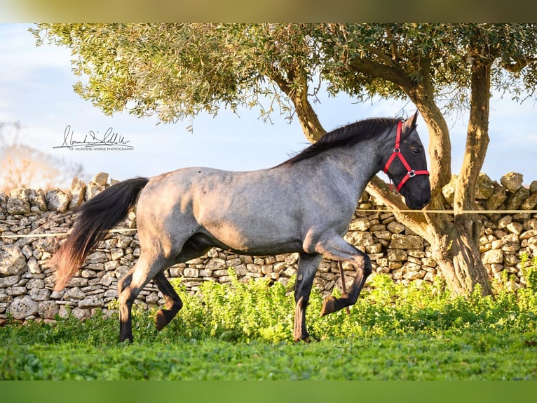 Murgese Stallion 3 years 15,2 hh Roan-Blue in Martina Franca