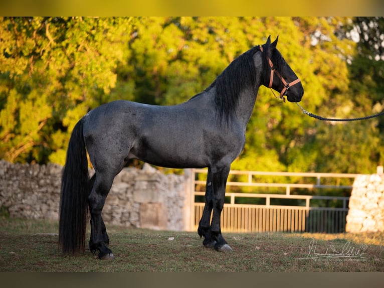 Murgese Stallion 3 years 15,2 hh Roan-Blue in Martina Franca