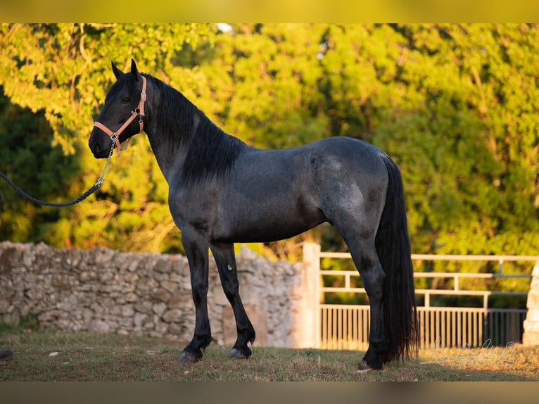 Murgese Stallion 3 years 15,2 hh Roan-Blue in Martina Franca