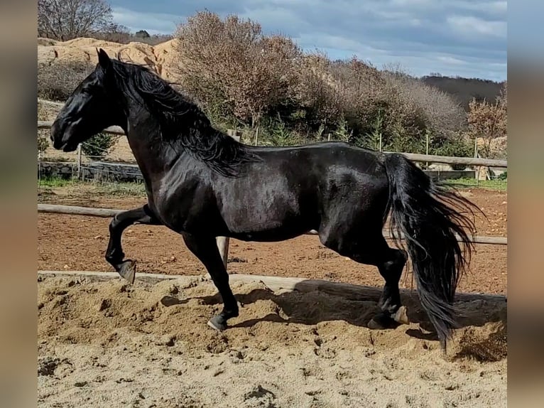 Murgese Stallion 3 years 15,3 hh Black in Alberobello