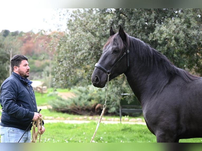 Murgese Stallion 3 years 15,1 hh Black in Martina Franca