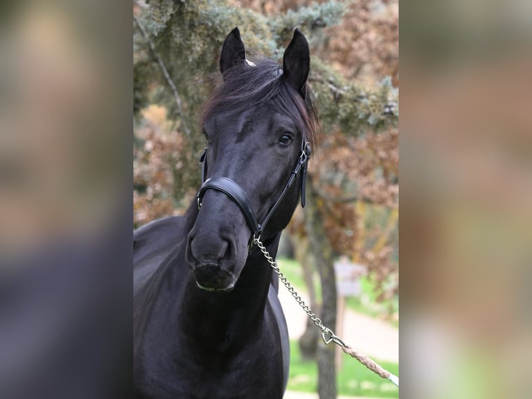 Murgese Stallion 3 years 15,1 hh Black in Martina Franca