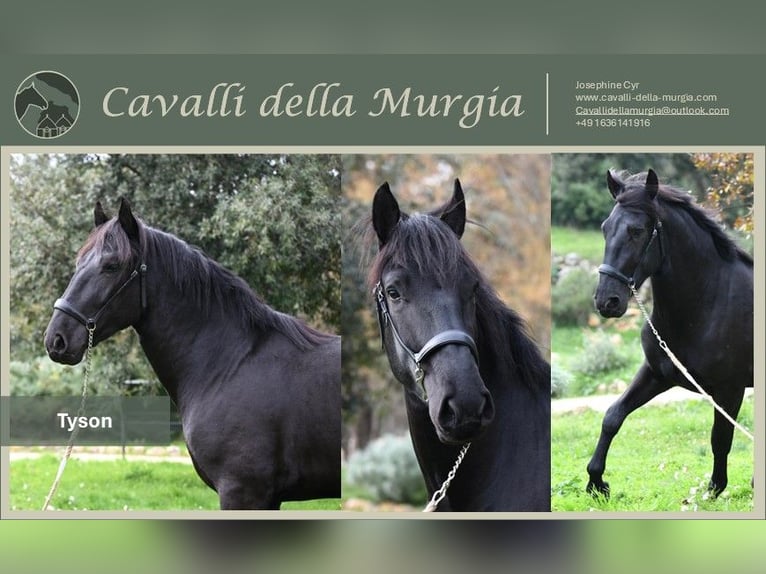 Murgese Stallion 3 years 15,1 hh Black in Martina Franca