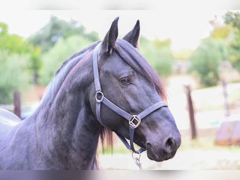 Murgese Stallion 3 years 15,1 hh Black in Martina Franca Murgese Stallion 3 years 15,1 hh Black in Martina Franca