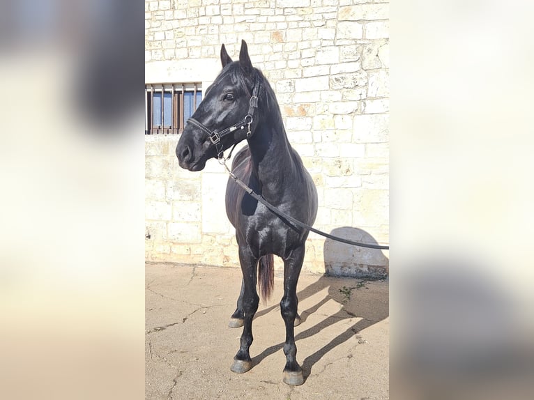 Murgese Stallion 3 years 15,1 hh Black in Murgia