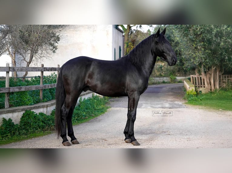 Murgese Stallion 3 years 15,1 hh Black in Martina Franca
