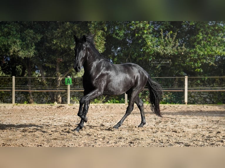 Murgese Stallion 3 years 15,1 hh Black in Martina Franca