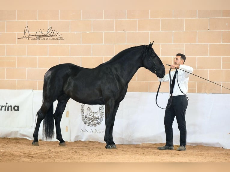 Murgese Stallion 3 years 15,1 hh Black in Martina Franca