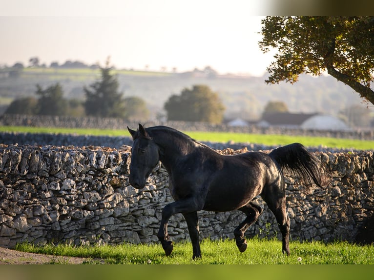 Murgese Stallion 3 years 15,2 hh Black in Noci