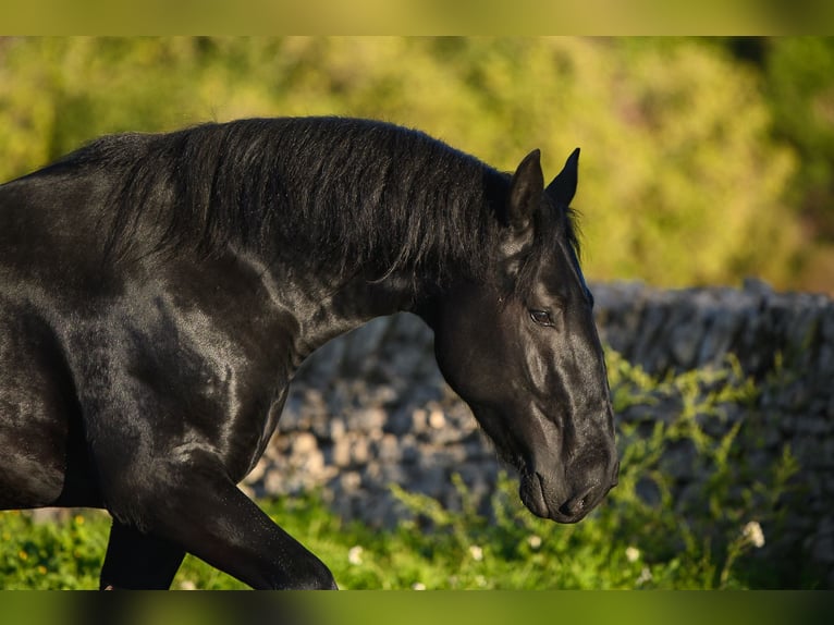 Murgese Stallion 3 years 15,2 hh Black in Noci