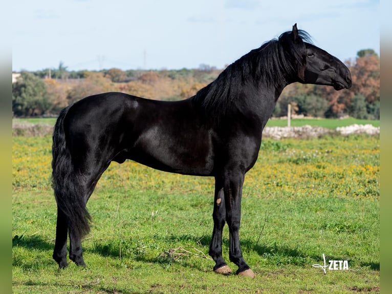Murgese Stallion 3 years 15,2 hh Black in Martina Franca
