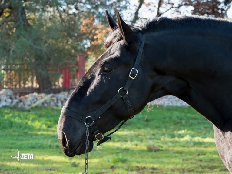 Murgese Stallion 3 years 15,2 hh Black in Martina Franca