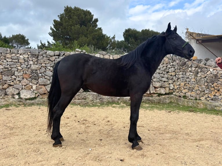 Murgese Stallion 3 years 15,2 hh Black in Martina Franca