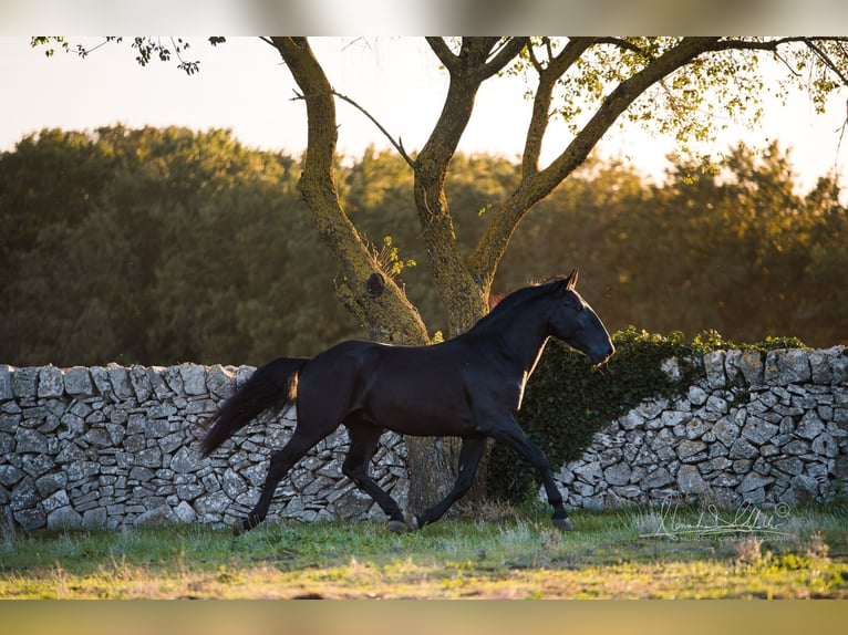 Murgese Stallion 3 years 15,2 hh Black in Noci