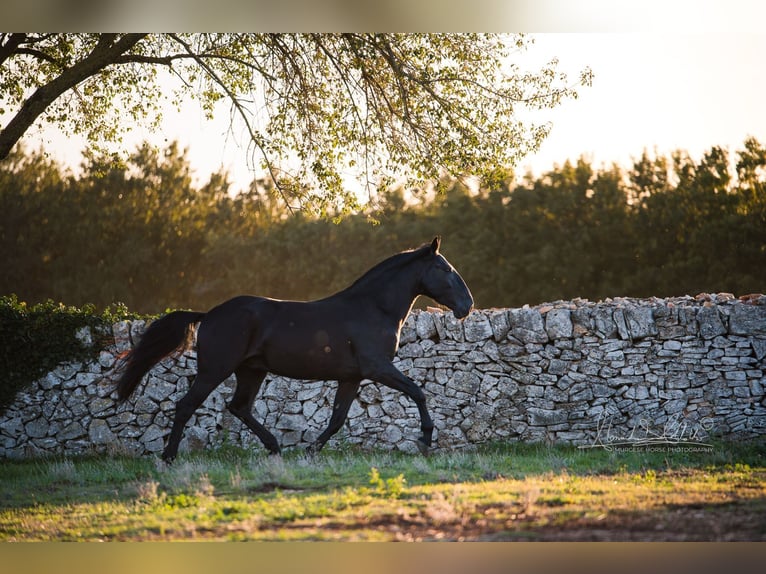 Murgese Stallion 3 years 15,2 hh Black in Noci