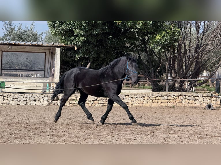 Murgese Stallion 3 years 15,2 hh Black in Martina Franca Murgese Stallion 3 years 15,2 hh Black in Martina Franca