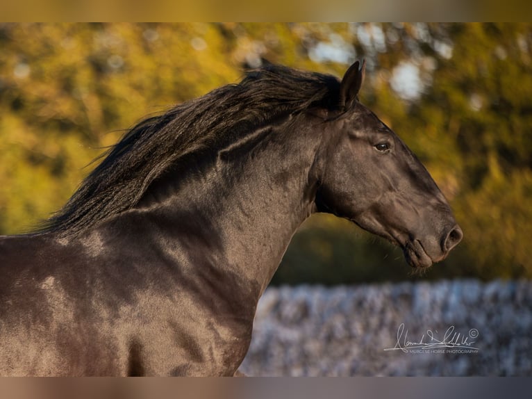 Murgese Stallion 3 years 15,2 hh Black in Noci