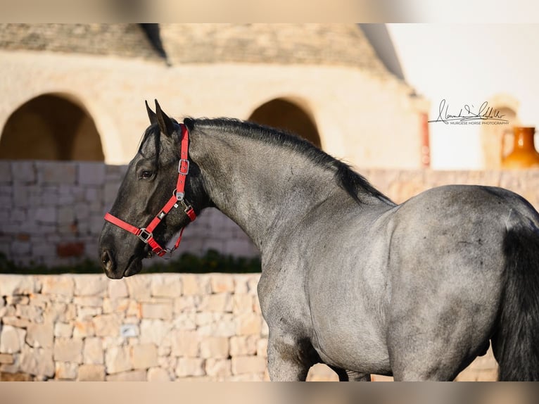 Murgese Stallion 3 years 15,2 hh Roan-Blue in Martina Franca