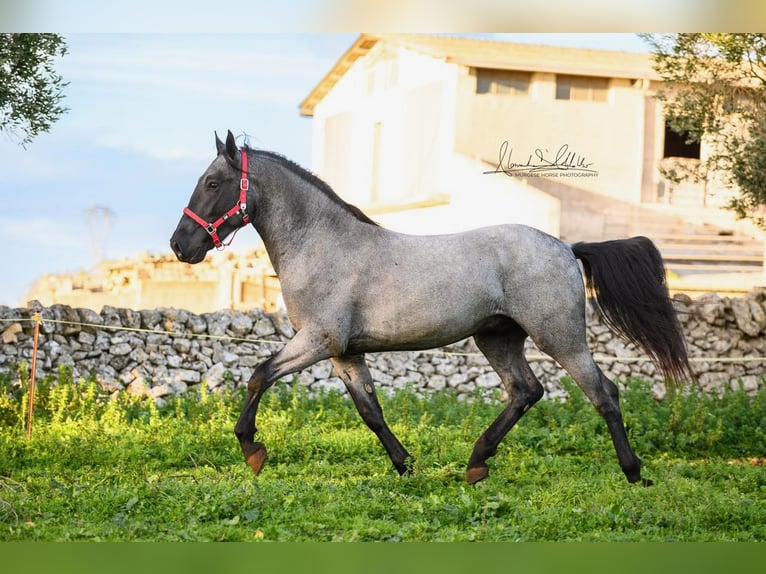 Murgese Stallion 3 years 15,2 hh Roan-Blue in Martina Franca