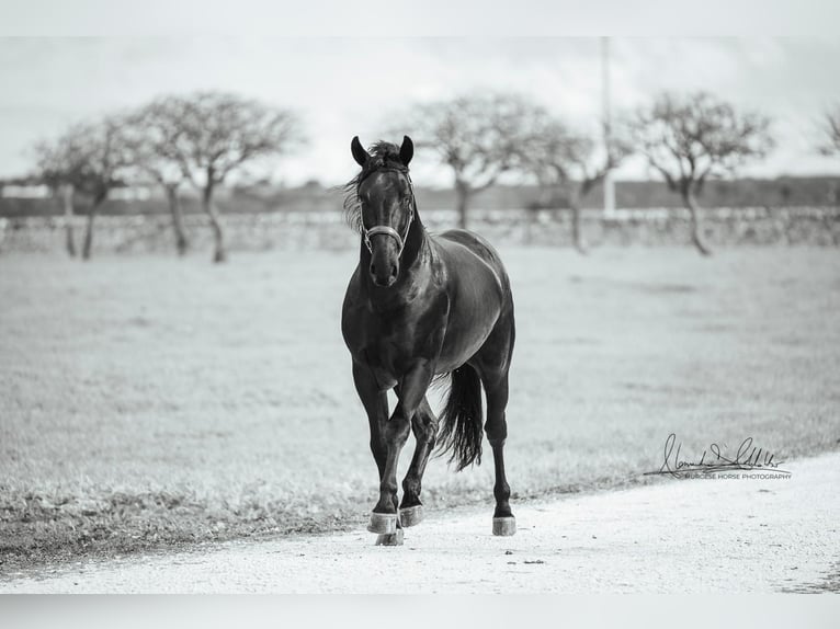 Murgese Stallion 3 years 16 hh Black in Martina Franca