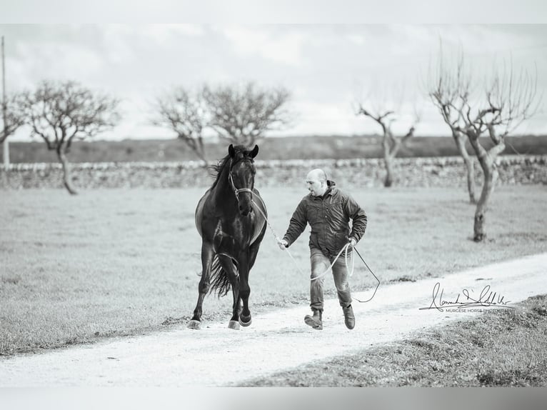Murgese Stallion 3 years 16 hh Black in Martina Franca