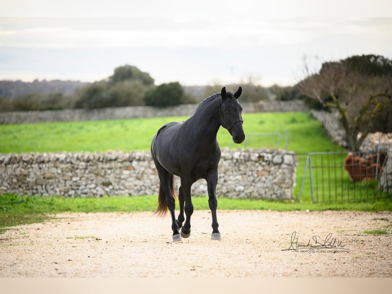 Murgese Stallion 3 years 16 hh Black in Martina Franca
