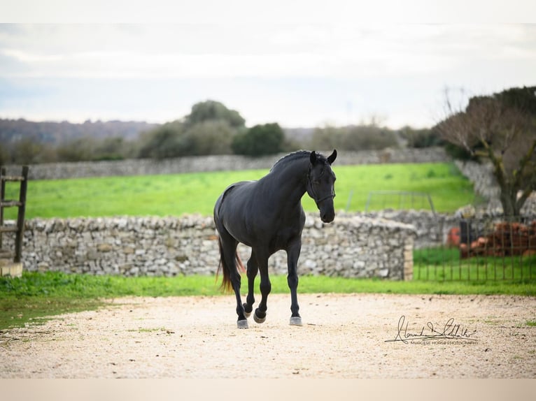 Murgese Stallion 3 years 16 hh Black in Martina Franca