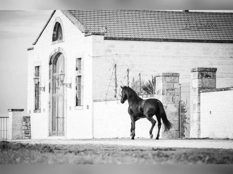 Murgese Stallion 3 years 16 hh Black in Martina Franca