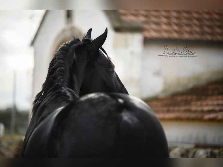 Murgese Stallion 3 years 16 hh Black in Martina Franca
