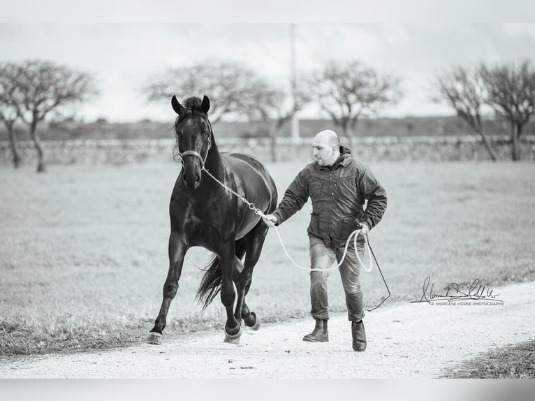 Murgese Stallion 3 years 16 hh Black in Martina Franca
