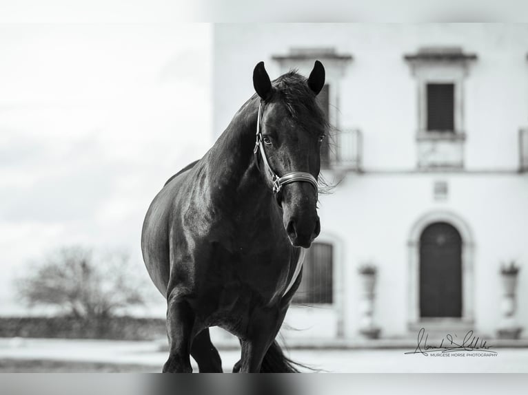 Murgese Stallion 3 years 16 hh Black in Martina Franca