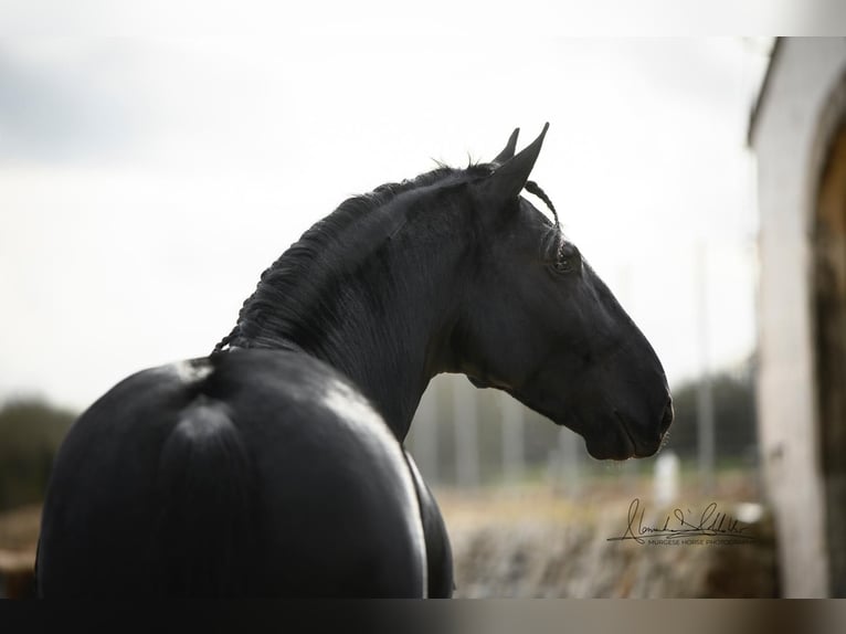 Murgese Stallion 3 years 16 hh Black in Martina Franca