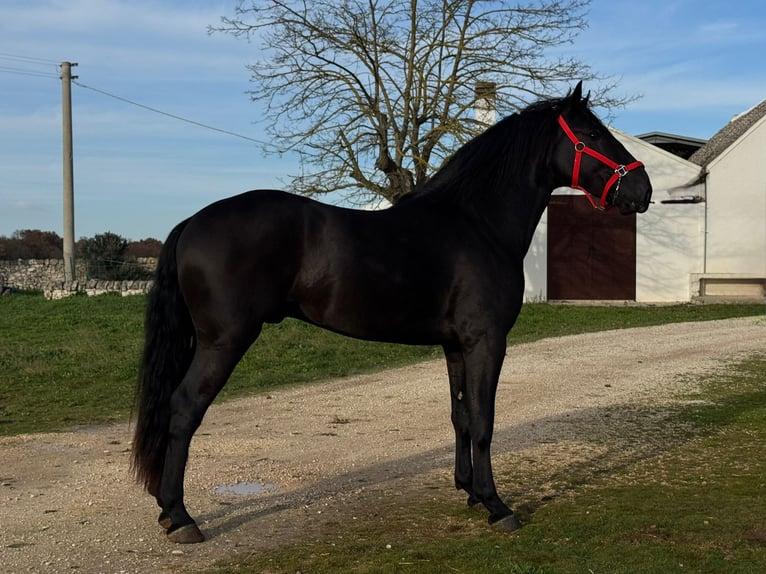 Murgese Stallion 3 years 16 hh Black in Martina Franca