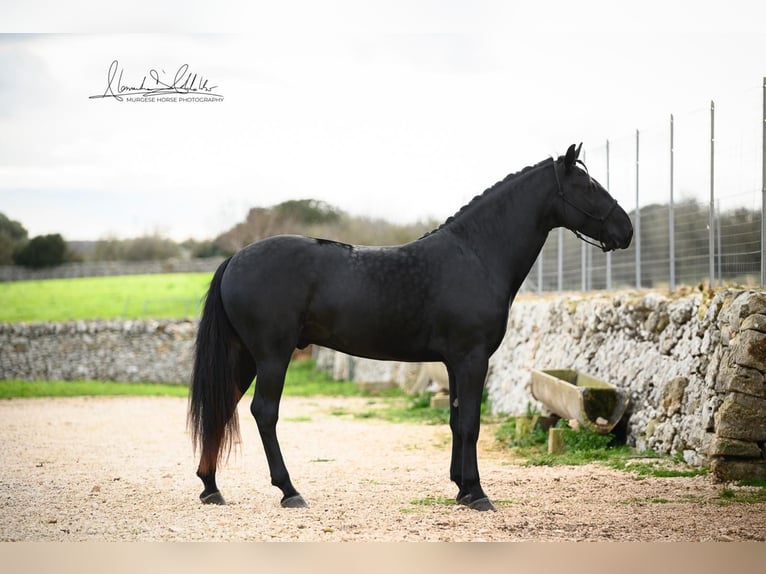 Murgese Stallion 3 years 16 hh Black in Martina Franca