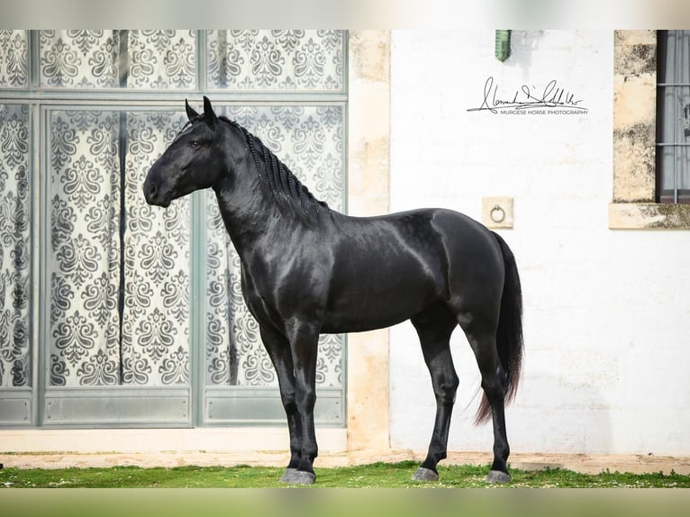Murgese Stallion 3 years 16 hh Black in Martina Franca