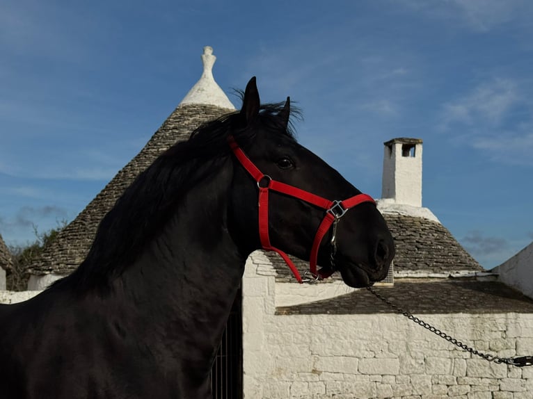 Murgese Stallion 3 years 16 hh Black in Martina Franca