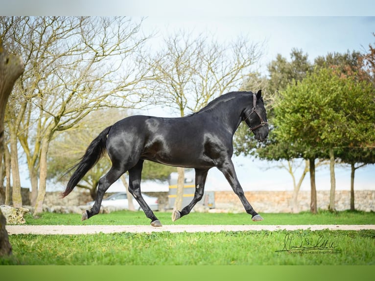 Murgese Stallion 3 years 16 hh Black in Martina Franca