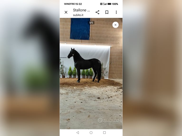 Murgese Stallion 3 years 16 hh Black in Melendugno