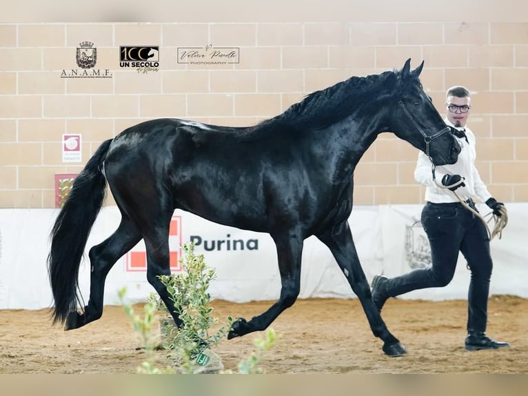 Murgese Stallion 3 years 16 hh Black in San Paolo