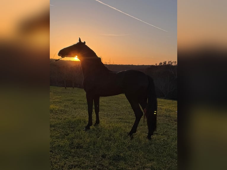 Murgese Stallion 3 years 16 hh Black in San Paolo
