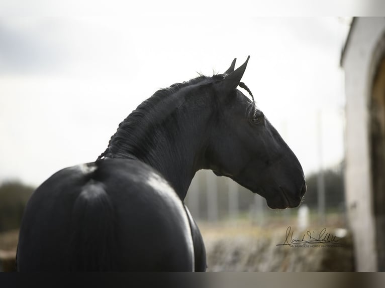Murgese Stallion 3 years 16 hh Black in Noci