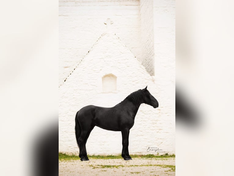 Murgese Stallion 3 years 16 hh Black in Martina Franca