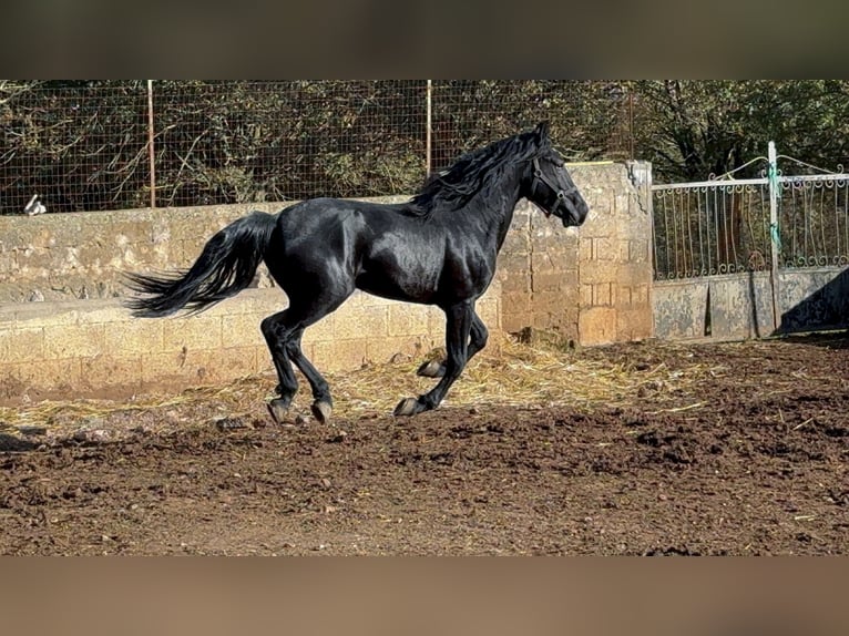 Murgese Stallion 3 years 16 hh Black in Martina Franca