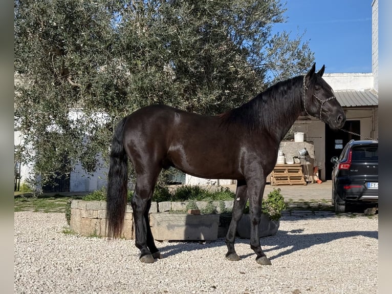 Murgese Stallion 3 years 16 hh Black in Martina Franca