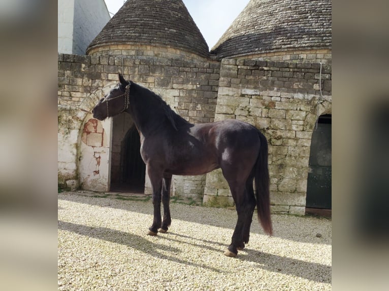 Murgese Stallion 3 years 16 hh Black in Martina Franca