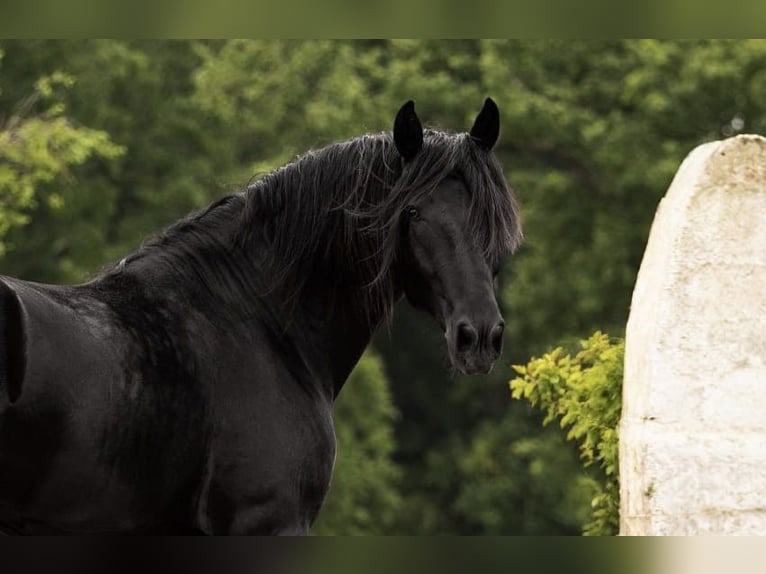 Murgese Stallion 3 years 16 hh Black in Martina Franca