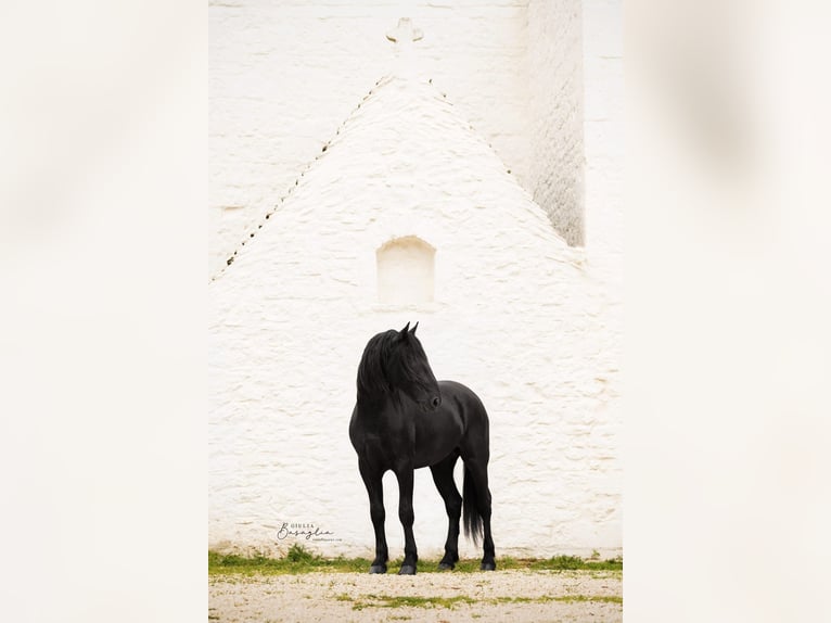 Murgese Stallion 3 years 16 hh Black in Martina Franca