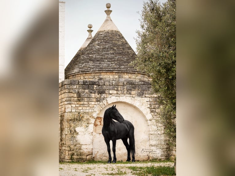 Murgese Stallion 3 years 16 hh Black in Martina Franca