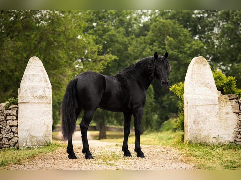 Murgese Stallion 3 years 16 hh Black in Martina Franca