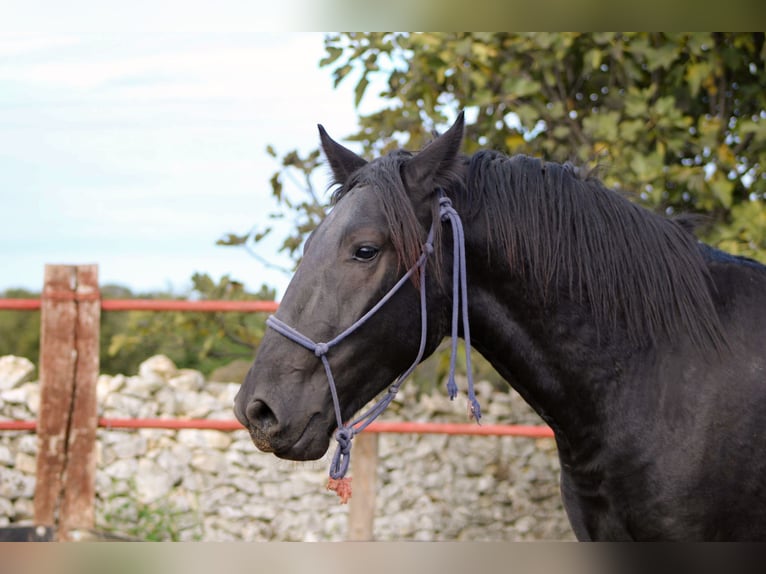 Murgese Stallion 3 years 16 hh Black in Martina Franca